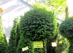 Виставковий центр продажу декоративного садивного матеріалу ,,ВАШ САД,, на Французькому бульварі (м. Одеса)